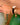 BAGUE HAVANA VERT #couleur_vert