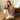 PULL MARC NOISETTE #couleur_noisette