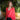 PULL MARC FRAISE #couleur_fraise