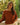 PULL VICTOR ROUILLE #couleur_rouille