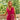 ROBE LAURENE FRAMBOISE #couleur_framboise
