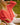 GILET GASPARD FRAISE #couleur_fraise