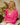 PULL MARC FUCHSIA #couleur_fuchsia