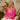 PULL MARC FUCHSIA #couleur_fuchsia