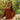PULL VICTOR ROUILLE #couleur_rouille