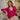 GILET ACHILLE FRAMBOISE #couleur_framboise