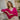 GILET ACHILLE FRAMBOISE #couleur_framboise