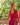 ROBE LAURENE FRAMBOISE #couleur_framboise
