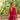 ROBE LAURENE FRAMBOISE #couleur_framboise