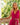 ROBE LAURENE FRAMBOISE #couleur_framboise