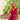 ROBE LAURENE FRAMBOISE #couleur_framboise