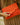 SAC DIEGO CORAIL #couleur_corail