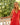 ROBE LAURENE CORAIL #couleur_corail