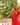 ROBE LAURENE CORAIL #couleur_corail