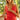ROBE LAURENE CORAIL #couleur_corail